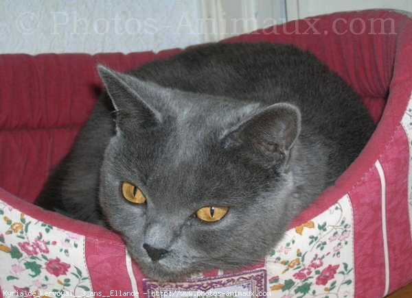 Photo de Chartreux