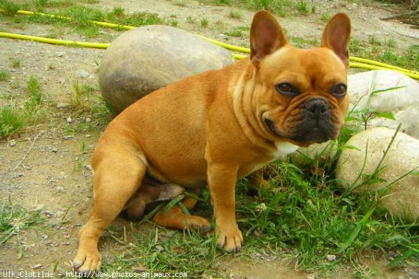 Photo de Bouledogue franais