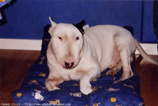 Photo de Bull terrier