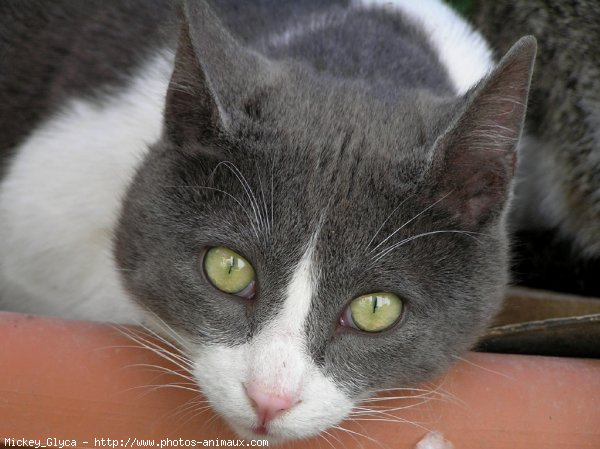 Photo de Chat domestique