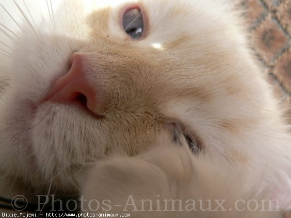 Photo de Ragdoll