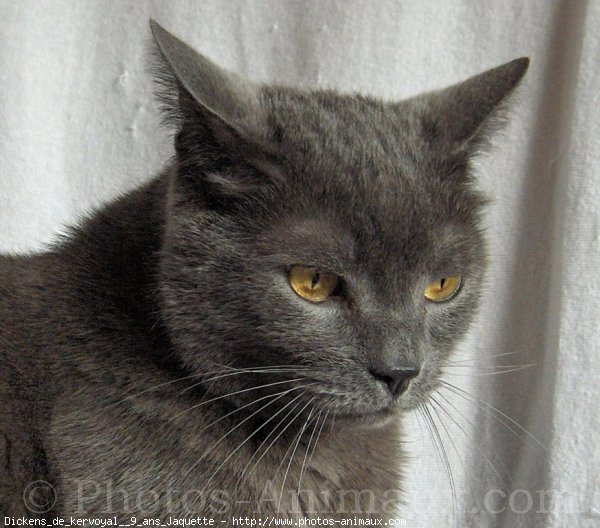 Photo de Chartreux