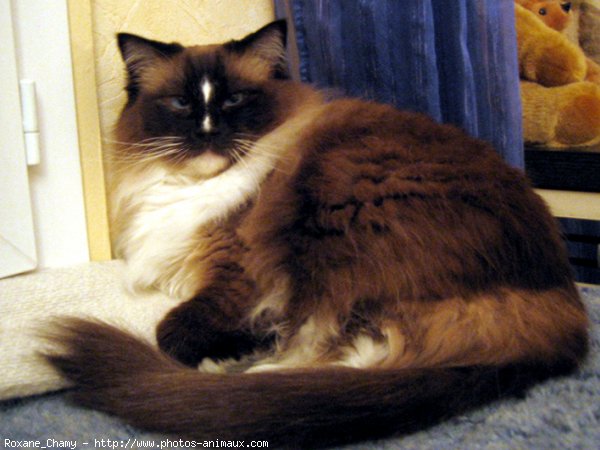 Photo de Ragdoll