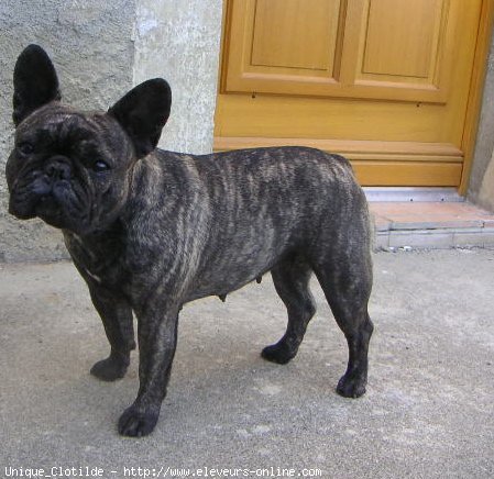 Photo de Bouledogue franais