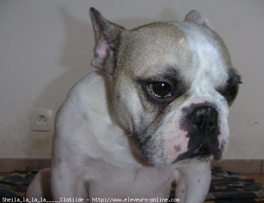 Photo de Bouledogue franais