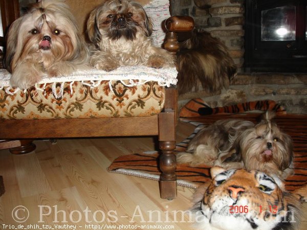 Photo de Shih tzu