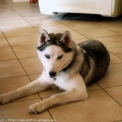 Photo de Husky siberien