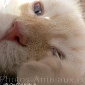 Photo de Ragdoll