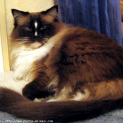 Photo de Ragdoll