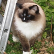 Photo de Ragdoll