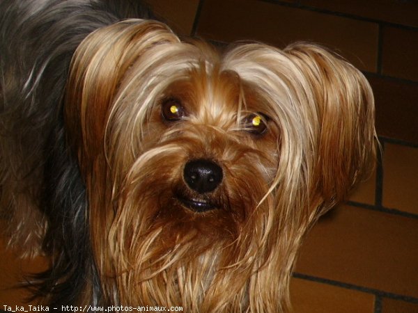 Photo de Yorkshire terrier