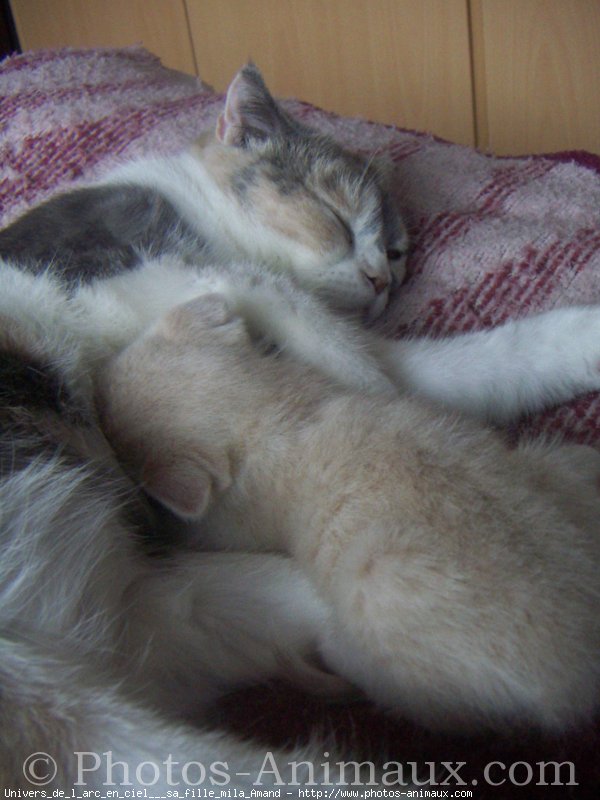 Photo de Scottish fold