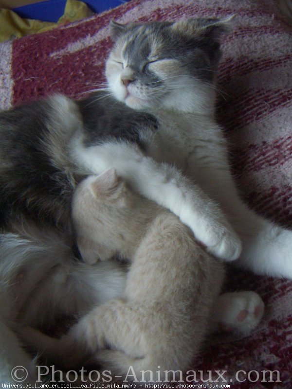 Photo de Scottish fold