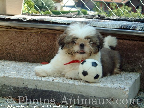 Photo de Shih tzu