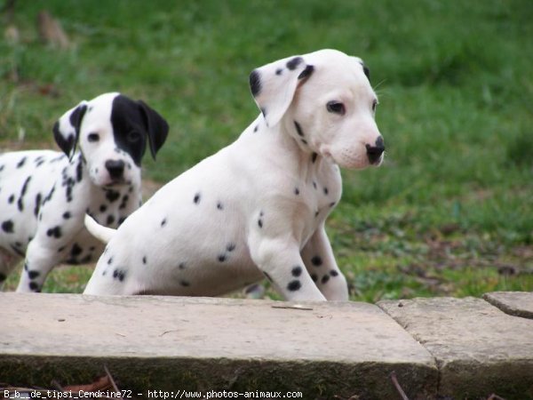 Photo de Dalmatien