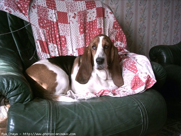 Photo de Basset hound