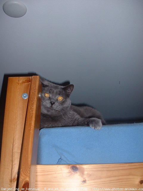 Photo de Chartreux