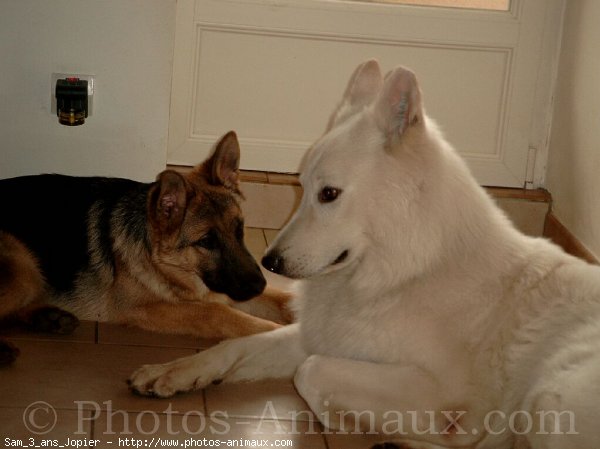 Photo de Berger blanc suisse