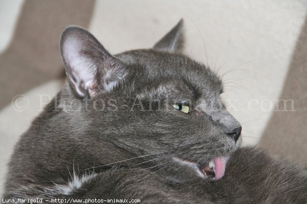 Photo de Chartreux