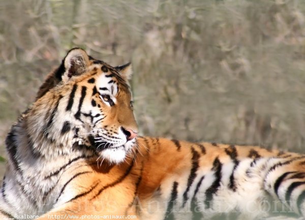 Photo de Tigre