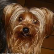 Photo de Yorkshire terrier