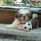 Photo de Shih tzu