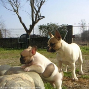 Photo de Bouledogue franais