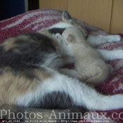 Photo de Scottish fold