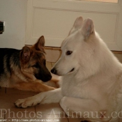 Photo de Berger blanc suisse