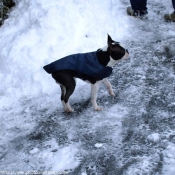 Photo de Boston terrier