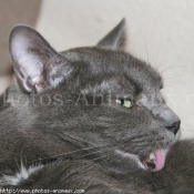 Photo de Chartreux