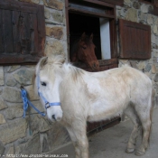 Photo de Camargue