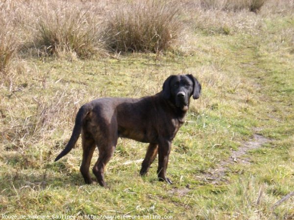 Photo de Chien de recherche au sang de hanovre