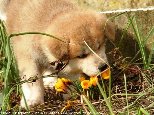 Photo d'Akita inu