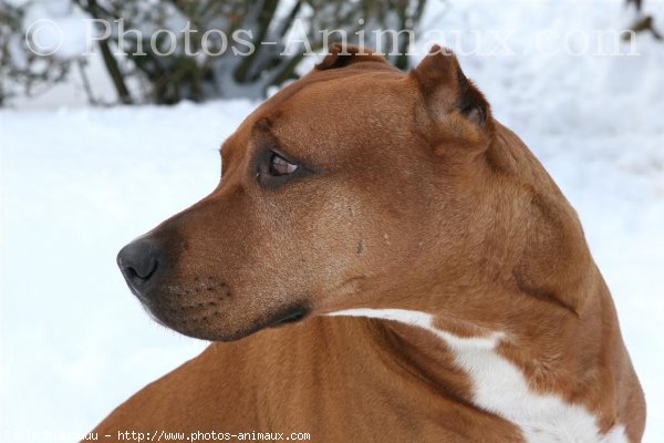 Photo d'American staffordshire terrier