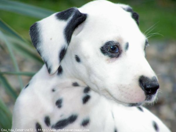 Photo de Dalmatien