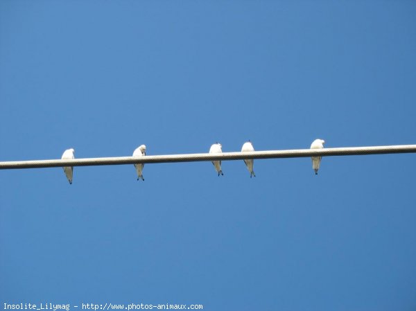 Photo de Mouette