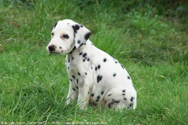 Photo de Dalmatien