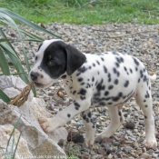 Photo de Dalmatien