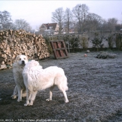 Photo de Chien de montagne des pyrnes