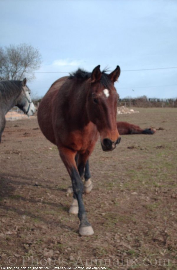 Photo de Trotteur franais