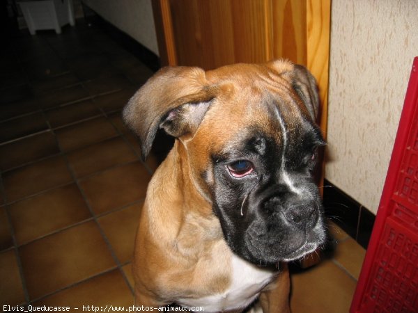 Photo de Boxer