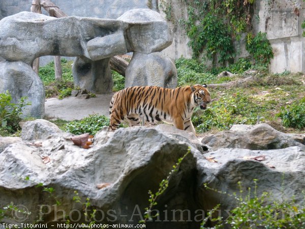 Photo de Tigre