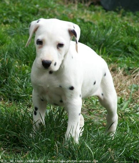 Photo de Dalmatien