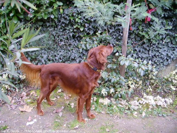 Photo de Setter irlandais rouge