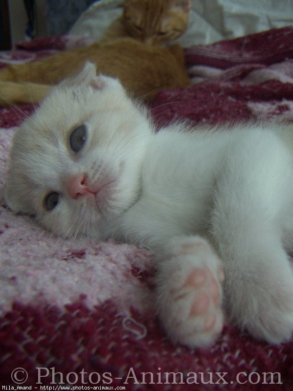 Photo de Scottish fold