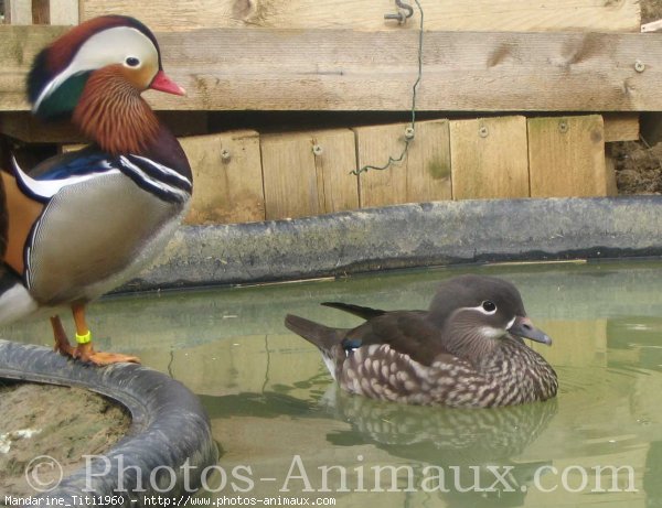 Photo de Canard