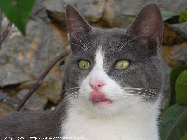 Photo de Chat domestique