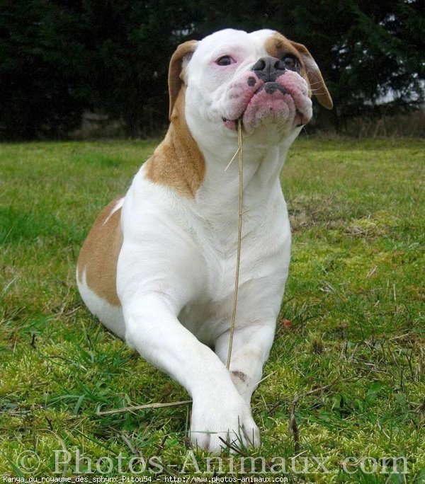 Photo de Bulldog americain