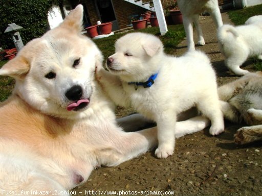 Photo d'Akita inu